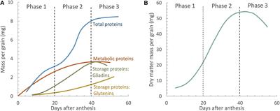 How Foliar Fungal Diseases Affect Nitrogen Dynamics, Milling, and End-Use Quality of Wheat